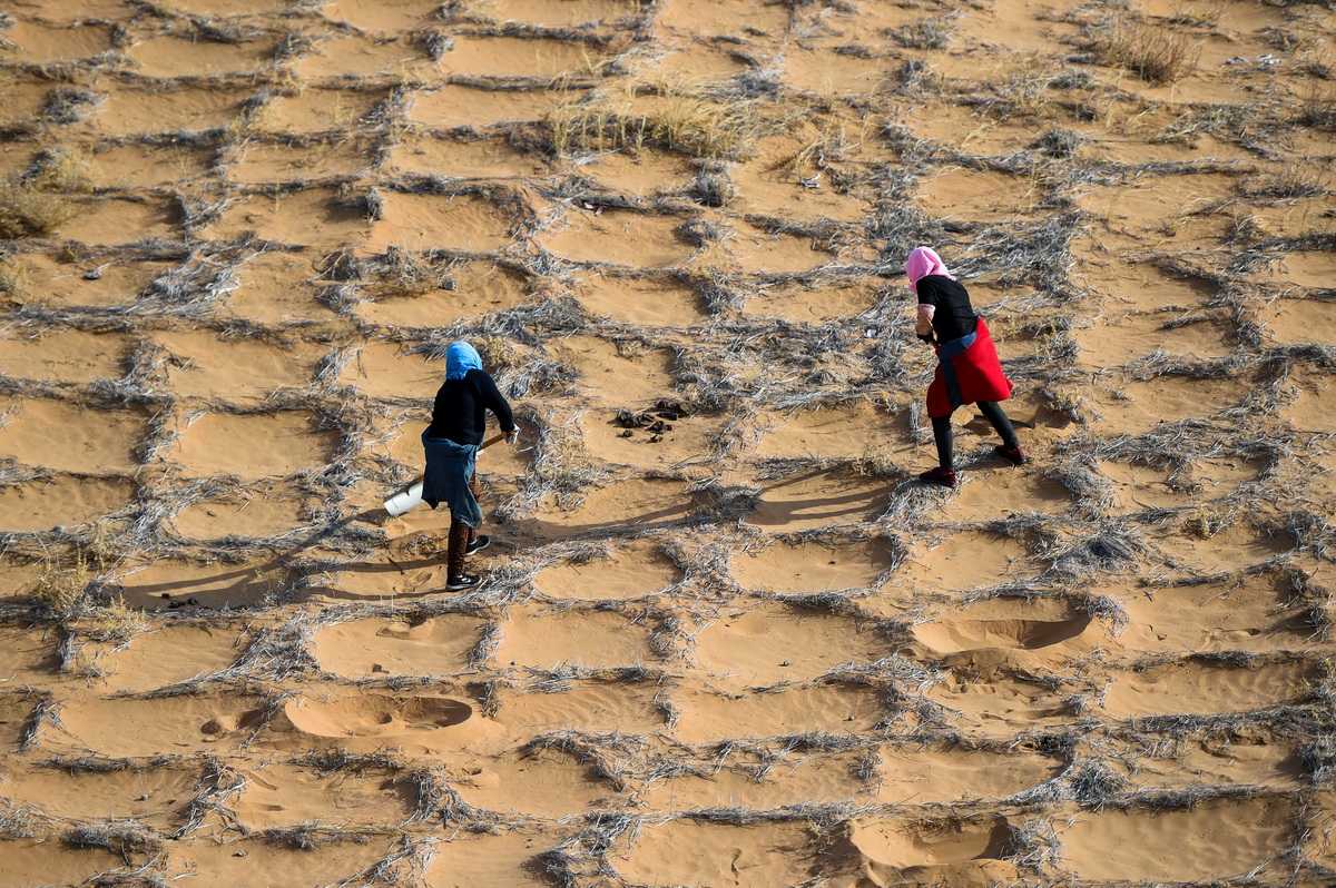 4月2日，工人在阿拉善左旗腾格里沙漠种植花棒。