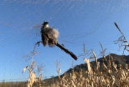 网捕成风，有的一只卖数万元——禁令之下仍有人捕贩野生鸟