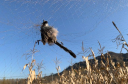 网捕成风，有的一只卖数万元——禁令之下仍有人捕贩野生鸟