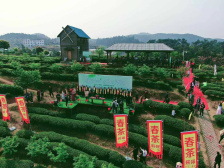 “春伦香茗 领鲜进万家”2021中国•福州春茶开采节启幕