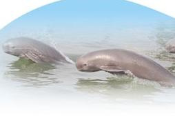 保護長江江豚最直接最有效的措施